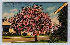 FL-Florida, Oleander Tree in Full Bloom, Antique Vintage Souvenir Postcard picture