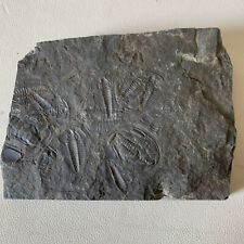 306 grams of Early Cambrian Lederiki trilobite fossils from Guizhou picture