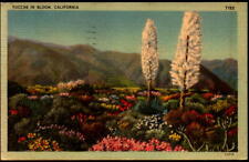 1941 Yuccas in Bloom, Yucca Palms, California CA Postcard A2 picture