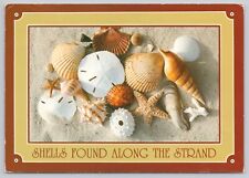 Grand Strand Beaches South Carolina, Sea Shells, Vintage Postcard picture