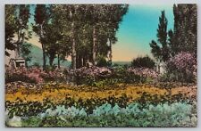 Postcard MV Wells Hand Colored Flower garden Schoer's Ranch picture