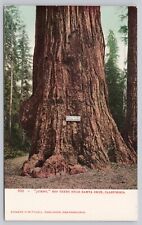 Santa Cruz California, Jumbo Redwood Tree, Vintage Postcard picture