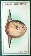 SUN FISH   Illustrated  Vintage 1928 Illustrated Card  ED28 picture