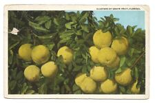 Florida Grapefruit FL Postcard Citrus c1920 picture