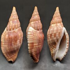 Lyria cloveriana 73.5mm VOLUTIDAE Volute Seashell picture