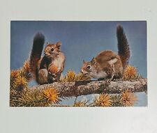 Vintage Unused Postcard Chickaree Red Squirrel picture