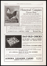 1915 HOMESTEAD CAMPINE FARM Rooster Hens & AURORA Day-Old CHICKS Vtg PRINT ADS picture