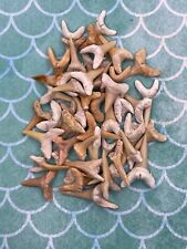 Moroccan Sand Shark Tooth Fossil 100% Authentic .Lot of 50 picture