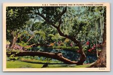 Florida Cypress Gardens Scenery w/ Famous Wishing Tree VINTAGE Postcard  picture