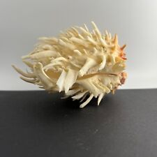 Creamy White Spondylus Americanus(?) Spiny 5 inches Long - Spectacular Display picture