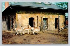 Prong Horned Antelope National Zoological Park Washington DC Vtg Postcard Horn picture