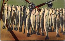 Trout Morning Catch 1940's Era Posted Vintage Linen Postcard B4 picture
