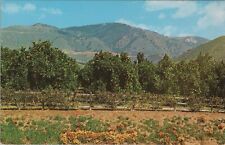 ZAYIX Postcard Wildflowers & Oranges Snow Mountains California 083022PC03 picture