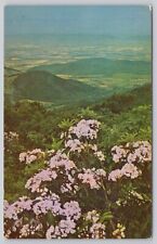 Skyline Drive Virginia, Mountain Laurel, Shenandoah Valley, Vintage Postcard picture
