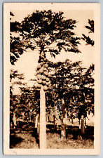 Vintage Postcard HI Honolulu Coconut Tree RPPC Real Photo Black and White c1935 picture
