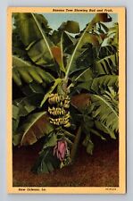 New Orleans LA-Louisiana, Banana Tree Showing Bud And Fruit, Vintage Postcard picture