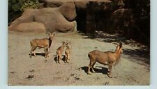 Postcard Barbary Sheep Memphis Zoo Memphis Tennessee Overtoon park at the Zoo picture