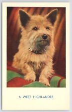 Animal~West Highlander On Green & Red Blanket~Vintage Postcard picture