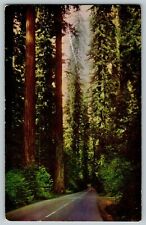 1950's Postcard California Giant Redwoods Sequoia Sempervirens Avenue Of Giants picture