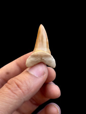extra Rare Macrorhizodus falcatus Shark Tooth from Dakhla Morocco picture