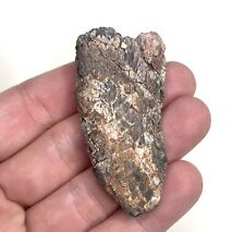XL Super Rare 2.50” Carcharodontosaurid Tooth - Grès Supérieurs Formation, Laos picture