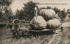 Exaggeration 1909 RPPC Pumpkins Raised in Missouri,Between Two Corn Rows Vintage picture