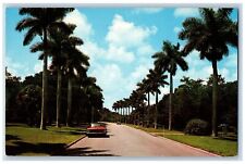 Vero Beach Florida Postcard Beautiful Boulevard Lined Royal Palms 1963 Vintage picture
