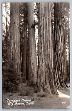 RPPC Redwoods State Park-California, Big Basin, Compass Group, Vintage Postcard picture
