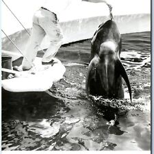 c1950s Palos Verdes, Los Angeles, CA RPPC Marineland Pacific Pilot Whale PC A166 picture