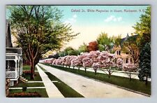Rochester NY-New York, White Magnolias In Bloom, Oxford Vintage Postcard picture