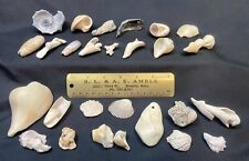 VTG Lot Of 26 Assorted Sea Shells Conch  Scallop Beach House Nautical Decor picture