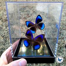 Real 3D Framed Sapphire Blue Butterflies Table Top / Cube picture