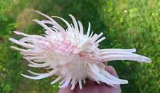 Spondylus.  Rare collectible spiny oyster. picture