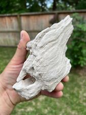 Texas Petrified Oak Wood 8x4x2 Rotted Tree Branch Fossil Montgomery County picture
