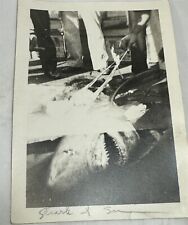Vintage B&W Photograph Caught SHARK at Sea Biopsy picture