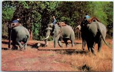 Postcard - Elephants preparing for a parade in Thailand picture