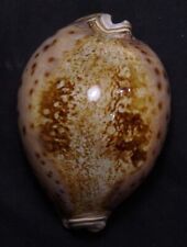 edspal shells - Cypraea valentia  84mm F+++ marine gastropods sea shell picture