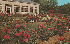 Vintage Postcard Mansfield Ohio Kingwood Center Rose Garden Photograph Unposted picture