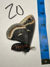 Eupackardia Calleta saturniidae moth Unmounted, Closed Wings picture