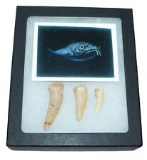 Enchodus Tooth Fossils (3 Teeth) 145 Million Yrs Old w/ Display Box & COA picture