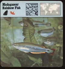 Madagascar Rainbow Fish  Safari Cards Rencontre Fish picture
