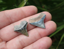 Carcharhinus sp. Fossil Shark Teeth Florida picture