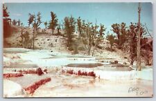 Postcard Angel Terrace Mammoth Hot Springs Yellowstone  National Park picture