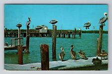 Marco Island FL-Florida, Pelicans Waiting for Fish Dinner c1971 Vintage Postcard picture