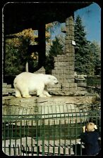 Postcard Chrome Polar Bears in City Park Zoo Denver Colorado picture