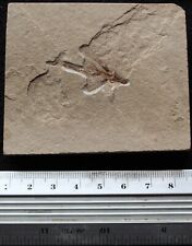 Exocoetoides 131 - Flying Fish Well Preserved - Cretaceous Fossils Lebanon picture