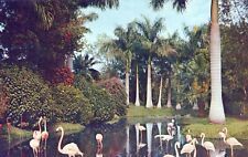 Stately Royal Palm Trees Lagoon Flamingos FL Vintage Divided Back Post Card picture