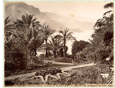 Monte-Carlo, Les Jardins Vintage Albumen Print. Vintage Monaco Tirage Albumin picture
