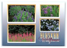 Postcard Alaskan Wildflowers AK ACE1208 picture