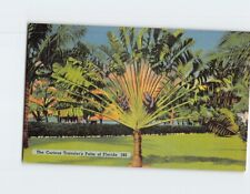 Postcard The Curious Traveler's Palm of Florida USA picture